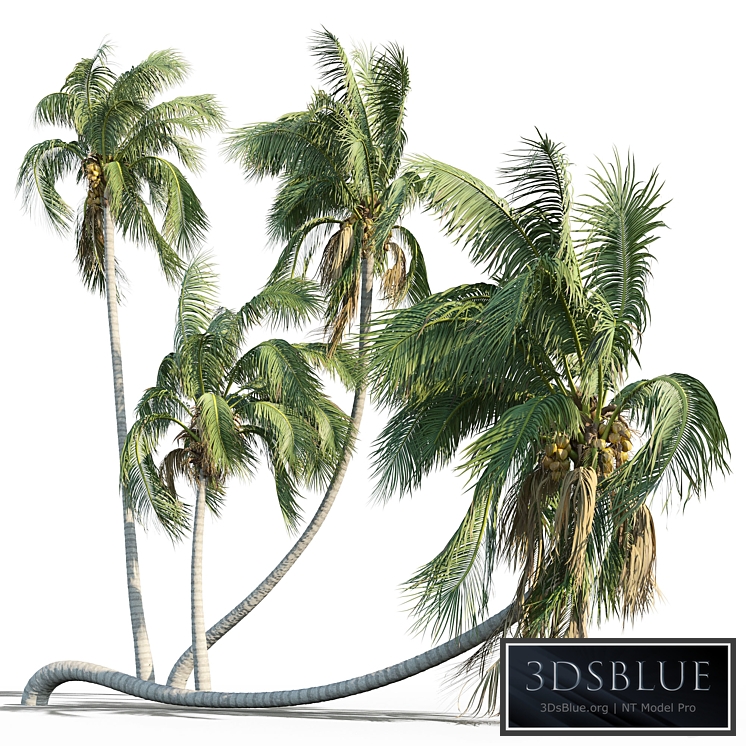 Cocos nucifera (coconut tree)