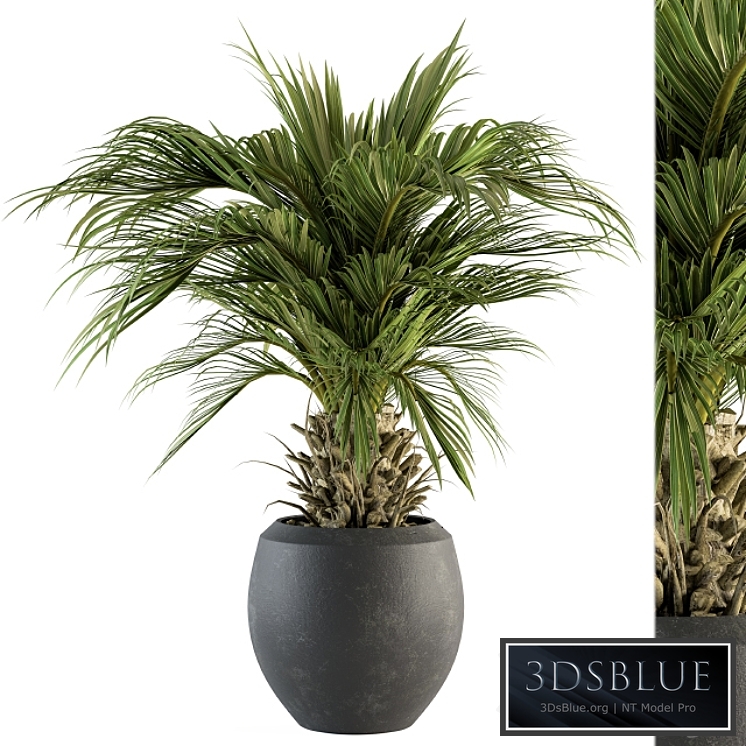 indoor Plant Set 133 - Palm Plant in Pot