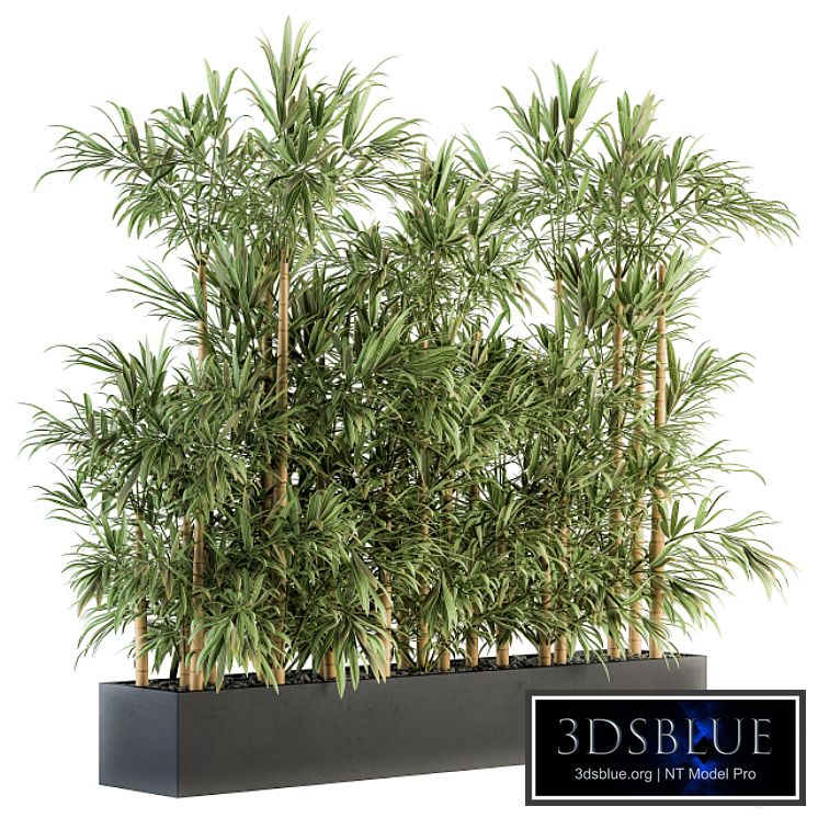 Indoor Plant Set 144 - Bamboo in Plant Box