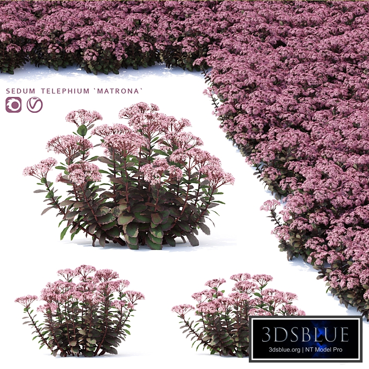 Sedum stonecrop flowers | Sedum telephium matrona