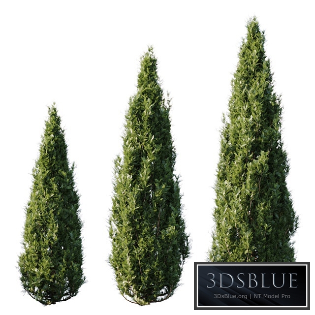 Thuja