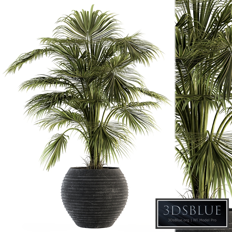 indoor Plant Set 137 - Tropical Plant