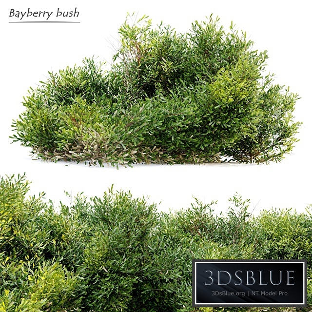 Bayberry bush