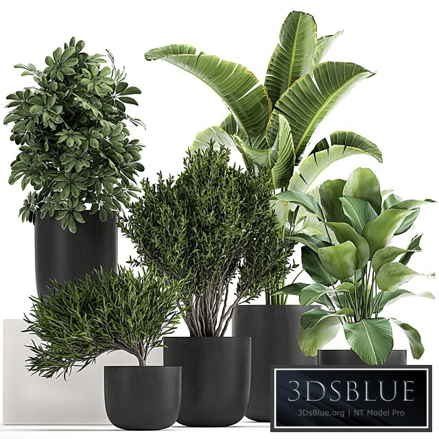 Plant collection 804. Banana, Calathea, bush, black pot, Schefflera, Strelitzia