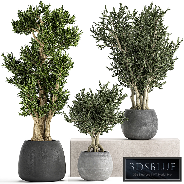 Decorative olive tree 805. concrete pot, outdoor flowerpot, topiary