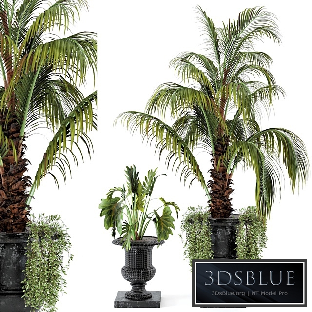 Outdoor Plants bush and Tree in rusty Concrete Pot - Set 26