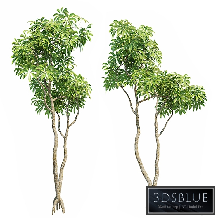 Plumeria Big 3D Models