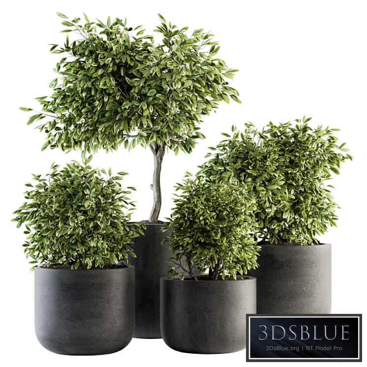 indoor Plant Set 141 - Plant in Pot