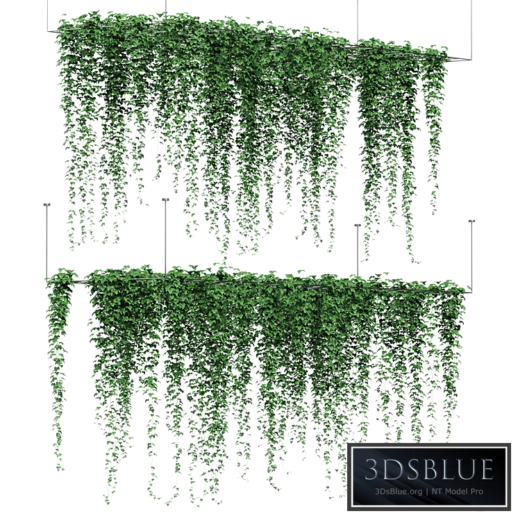 Ivy hanging from the ceiling. 2 models