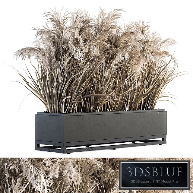 indoor Plant Set 131 - Dried Plant box