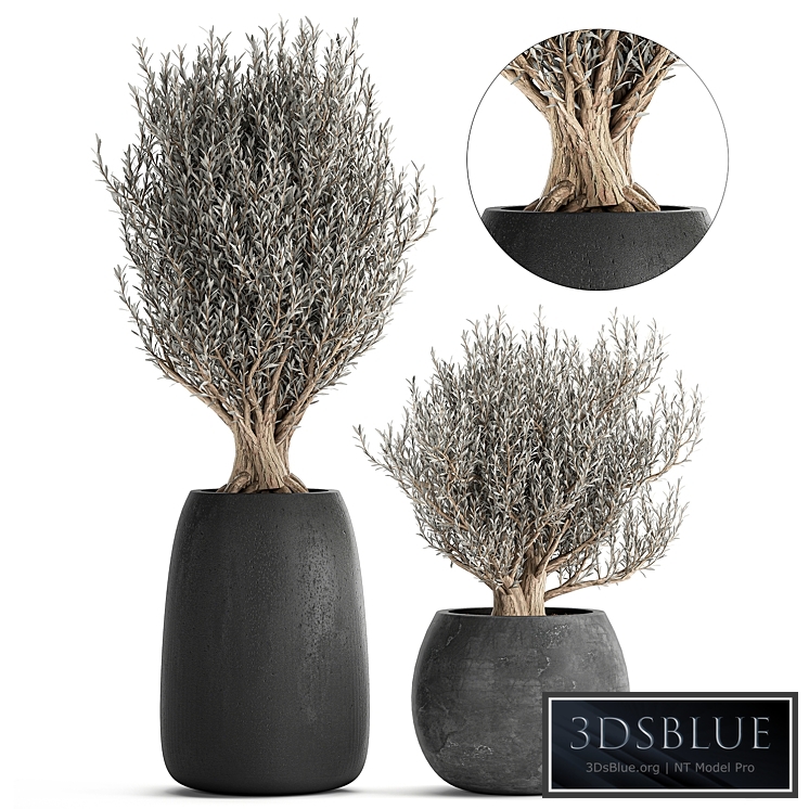 Plant collection Olea europaea 809. Oliva, tree, black pot, outdoor flowerpot, decorative, concrete, round, tree, small, bush