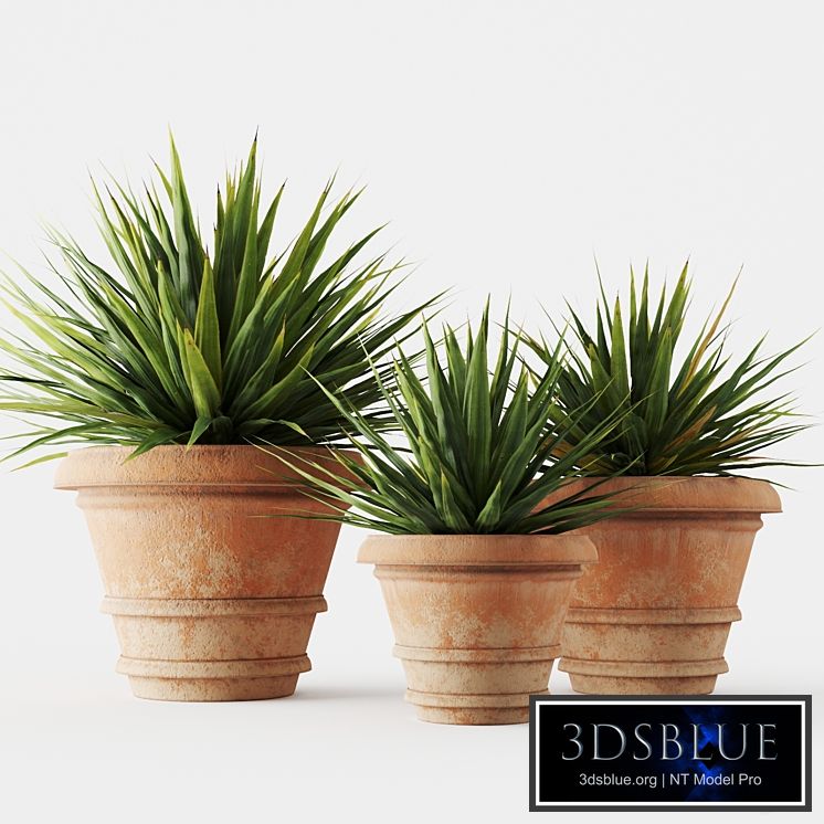 Yucca in terracotta pots
