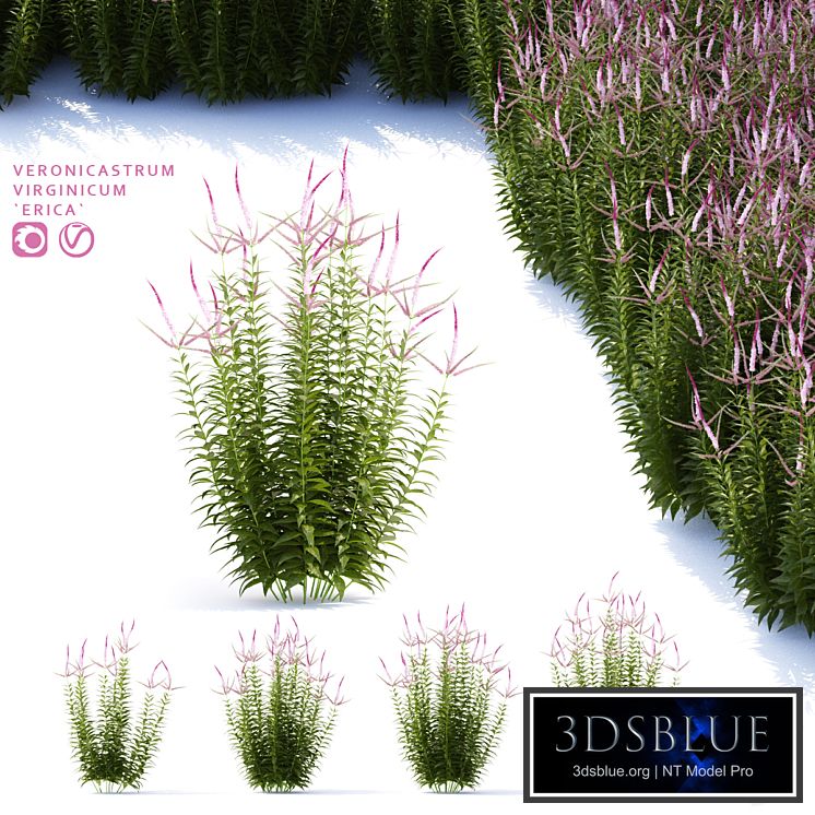 Veronicastrum virgin flowers | Veronicastrum virginicum Erica