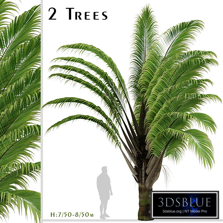 Set of Dypsis decaryi palm Trees (Triangle Palm) (2 Trees)