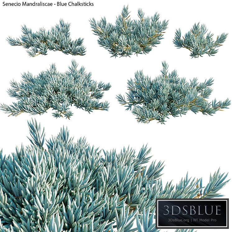 Senecio Mandraliscae - Blue Chalksticks - 01