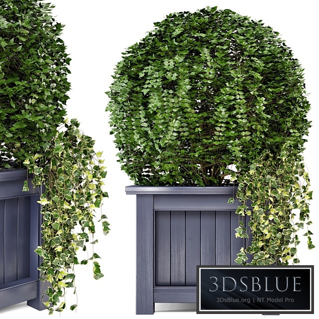 Outdoor Plants in Wooden Pot - Set 34