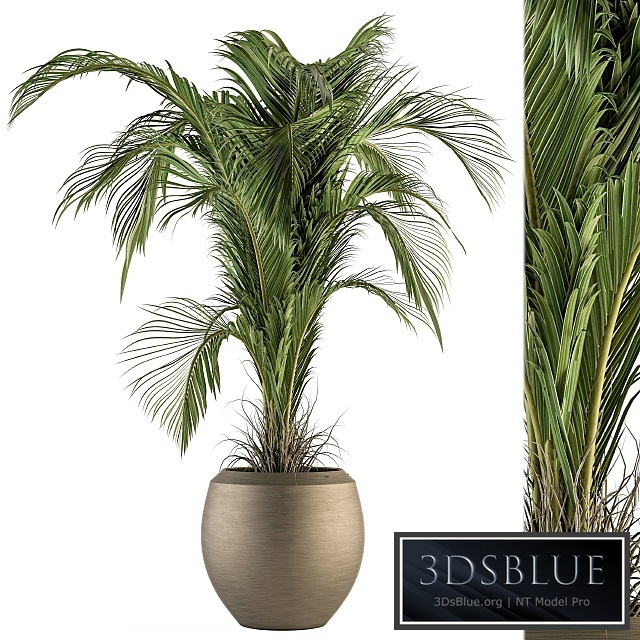 indoor Plant Set 132 - Tropical Plant