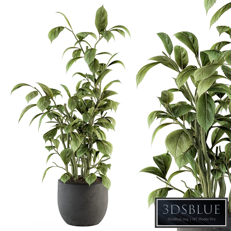 indoor Plant Set 135 - Schefflera Amate Plant
