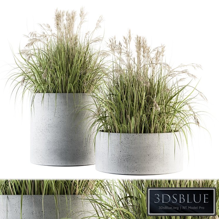 indoor Plant Set 139 - Indian Grass