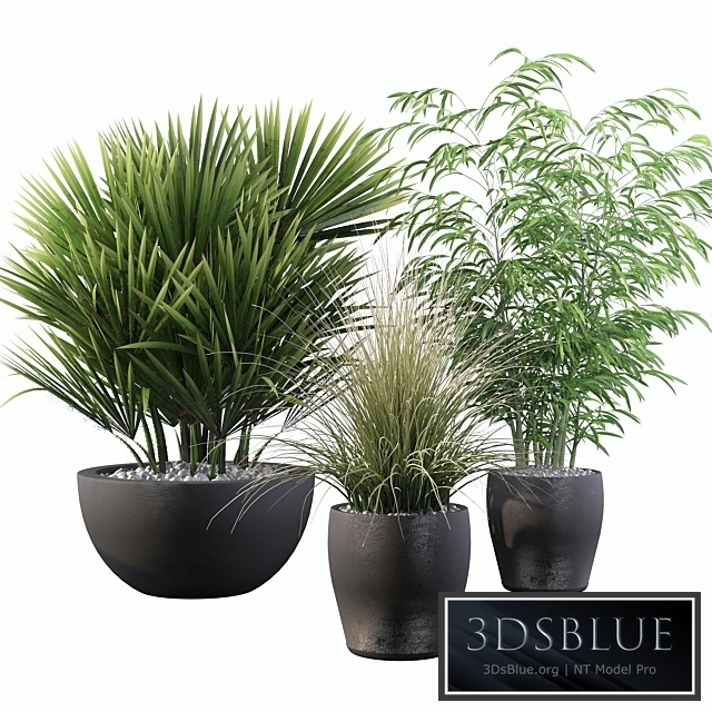 Plants collection 080