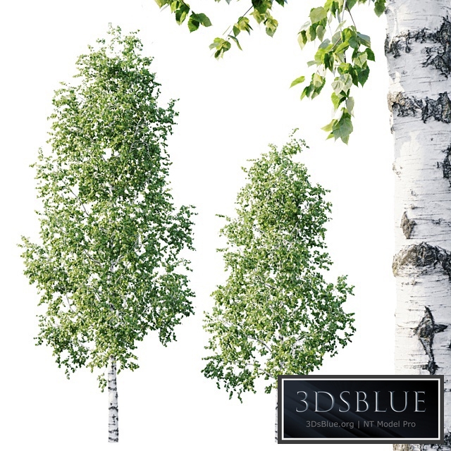 Betula 11.5m - 8.5m