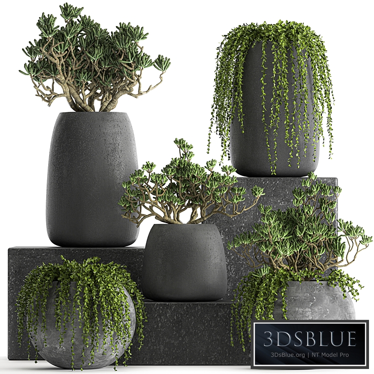 Plant collection 810. Money tree, Crassula, outdoor flowerpot, bushes, climbing plants, Crassula, succulents