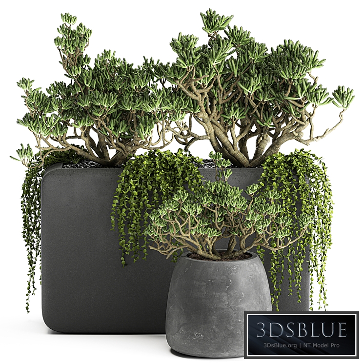 Plant collection 811. money tree, crassula, outdoor flowerpot, bushes, climbing plants, crassula, succulents, concrete pot
