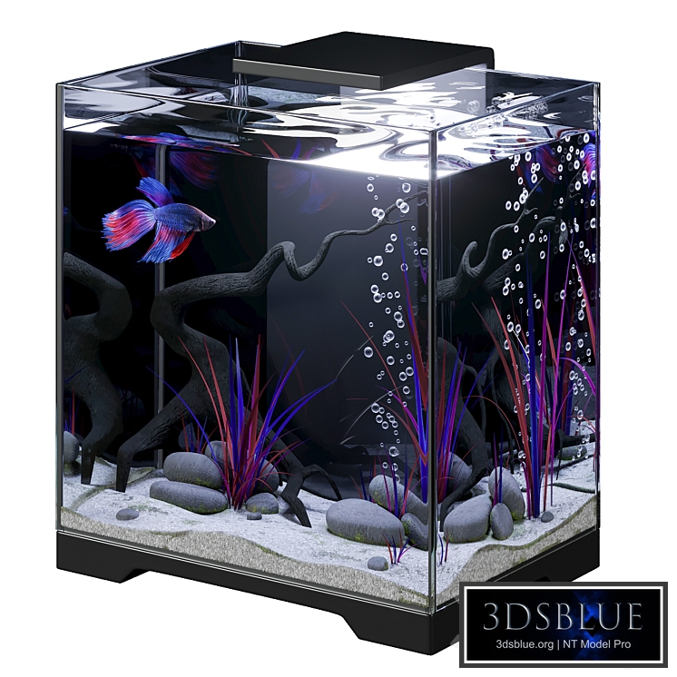 Aquarium with Siamese fighting fish (cockerel)