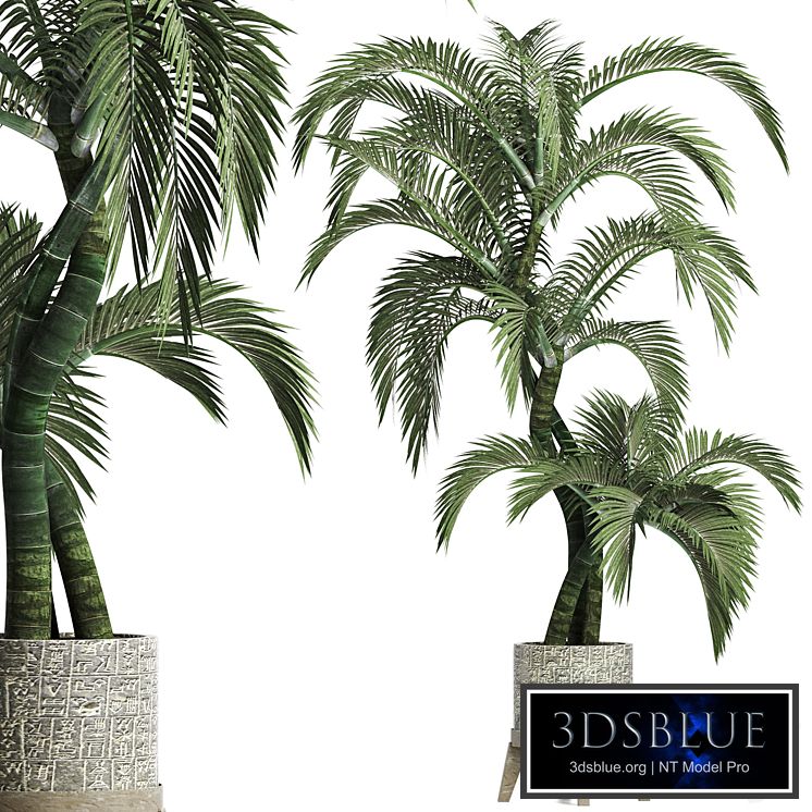 Plants Collection 162 Egyptian Palm