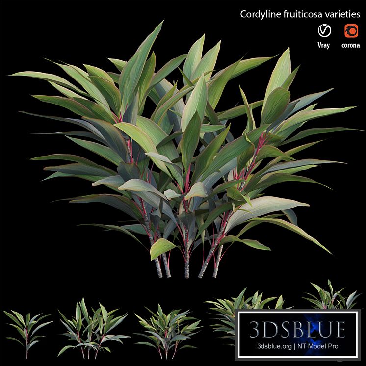 Cordyline fruiticosa varieties