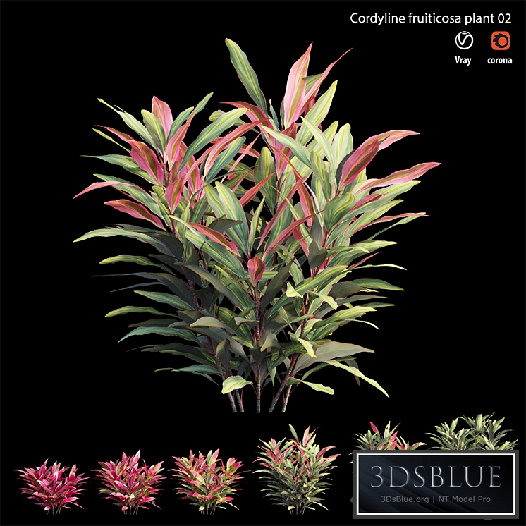 Cordyline Fruticosa plant set 02