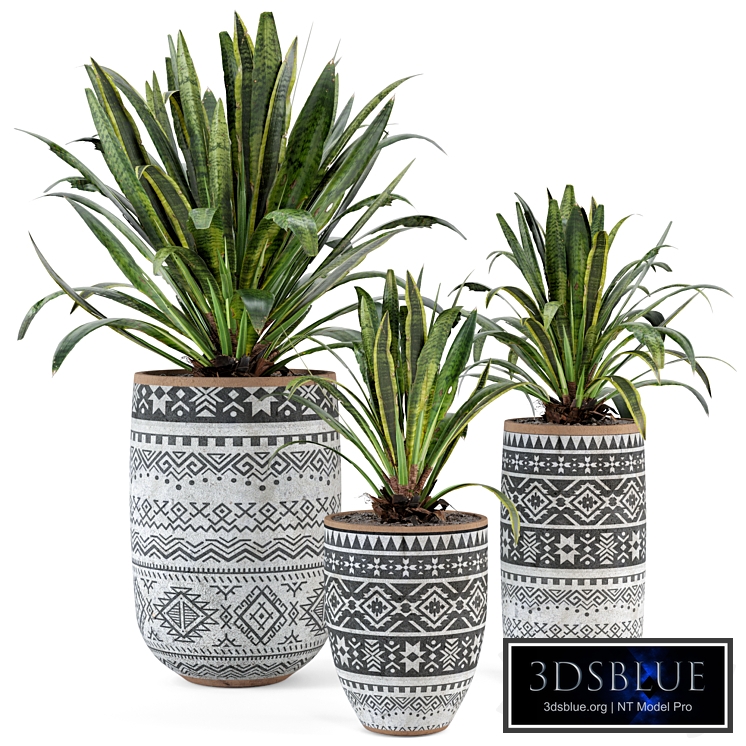 Indoor Plants in Concrete Pots - Set 36