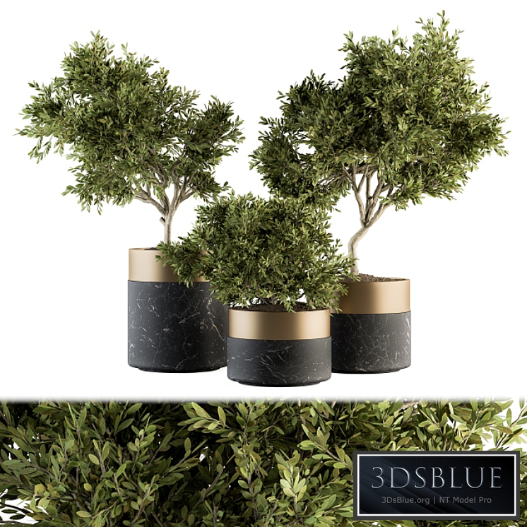 indoor Plant Set 127 - Plant in Pot