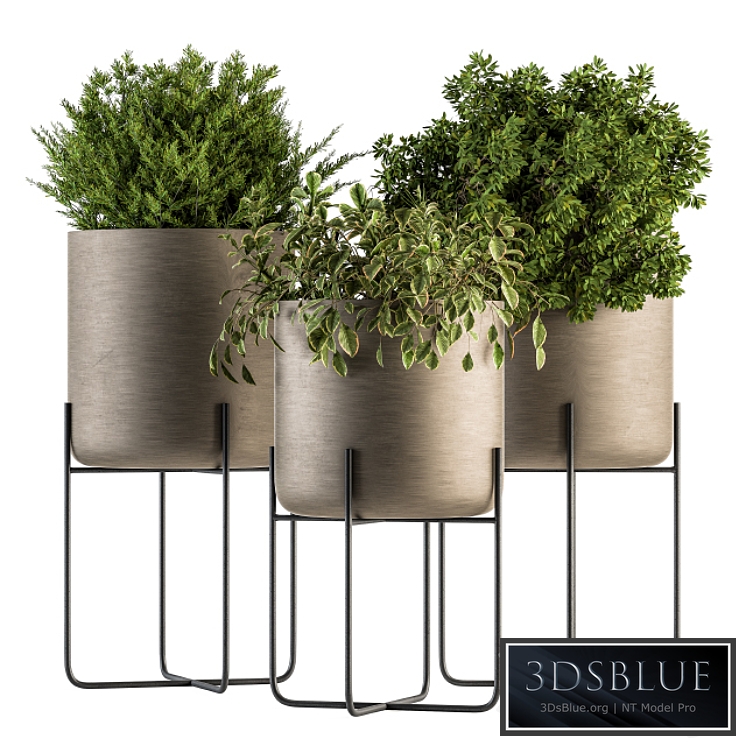 indoor Plant Set 149 - Plant in Pot