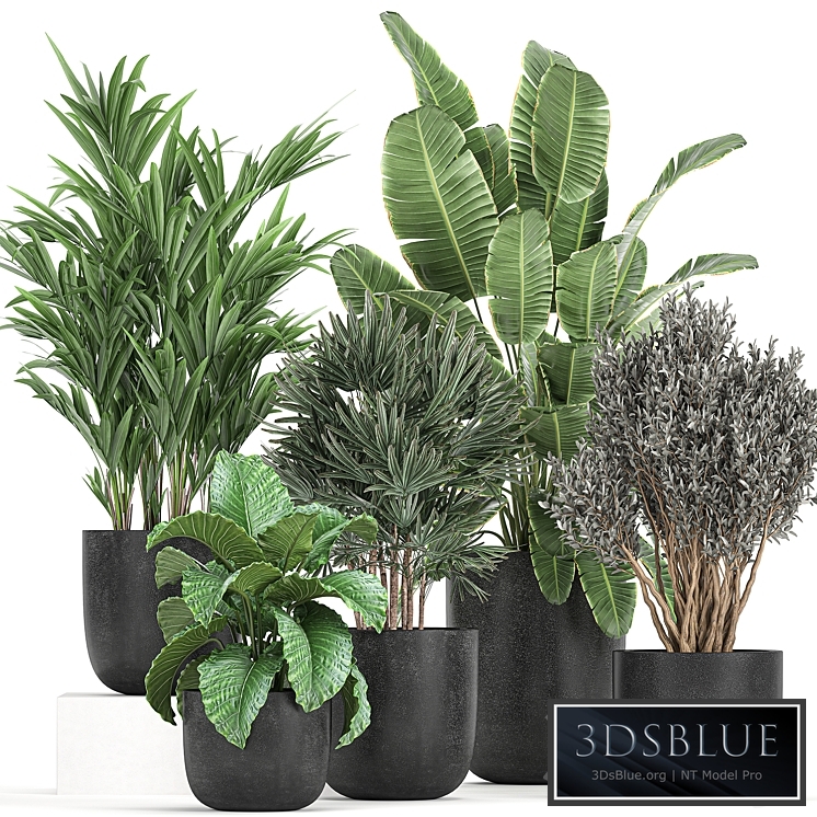 Plant collection 813. Banana, olive, Rapis, Alocasia, bushes, palm tree, black pot, interior, decorative, flower, pot, plants