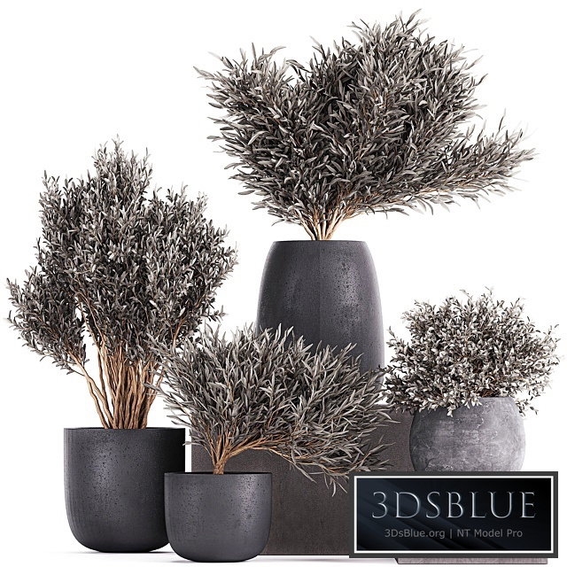 Plant collection 812. olive, outdoor flowerpot, bushes, black pot, tree, bushes, concrete