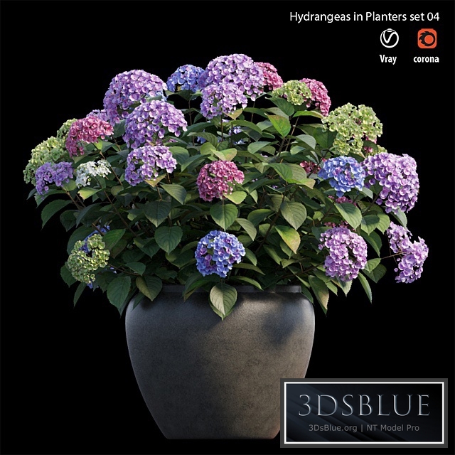 Hydrangea in planters set 04