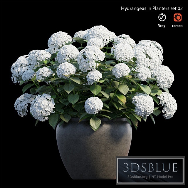 Hydrangea in planters set 02