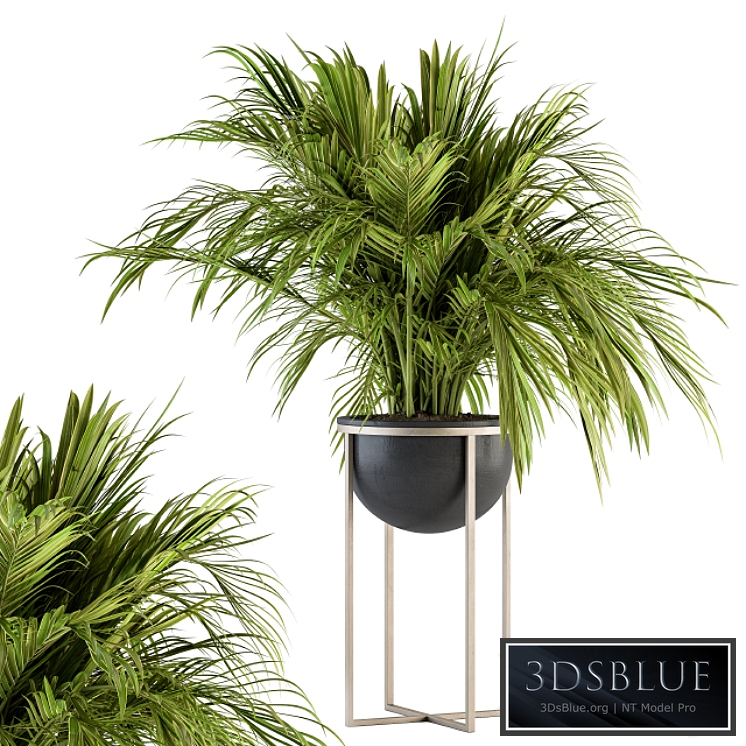 indoor Plant Set 158 - Tropical Plant