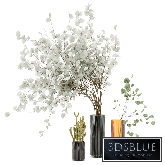 Indoor Plants Cactus & Eucalyptus whit Glass Pots - Set 38