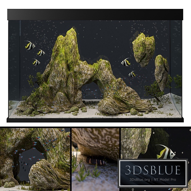 Aquarium with rocks and moss