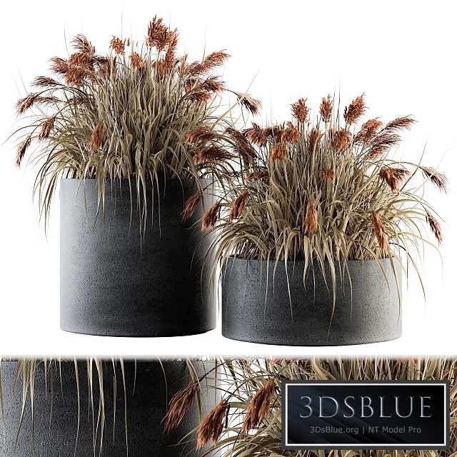 indoor Plant Set 140 - Indian Grass