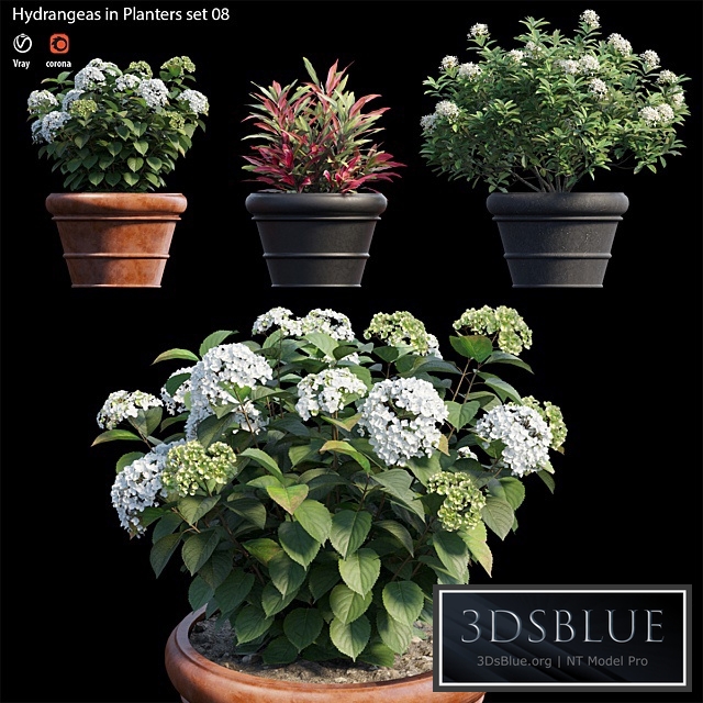 Hydrangea in planters set 08