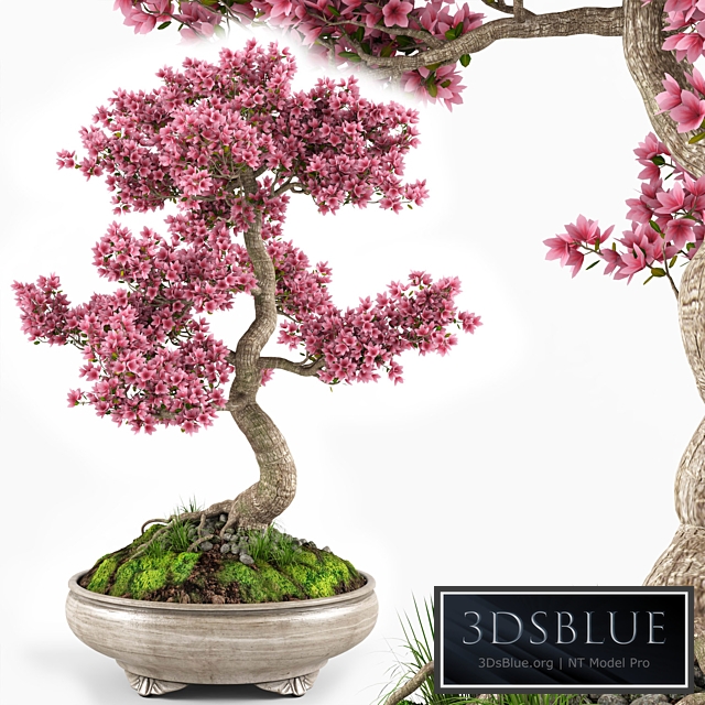 Sakura bonsai tree