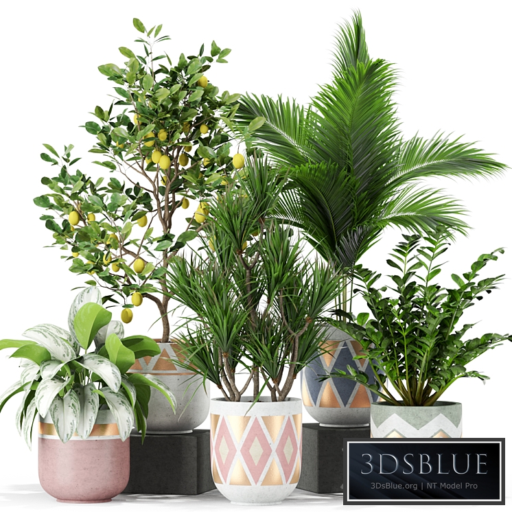 Plants collection 442