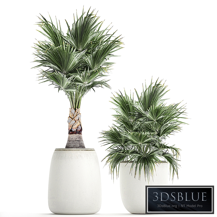 Plant collection 817. White flowerpot, pot, Coccothrinax, fan palm, bush, landscaping, Scandinavian style, eco design
