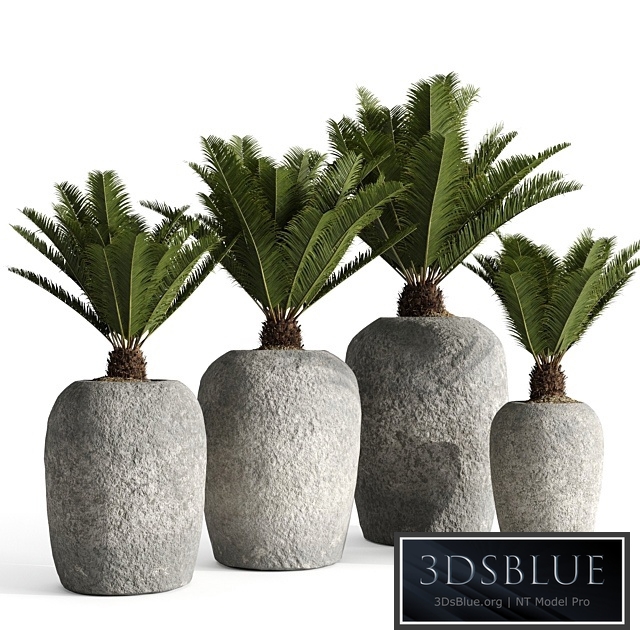 Restoration Hardware Cantera Planters With Sago Palm