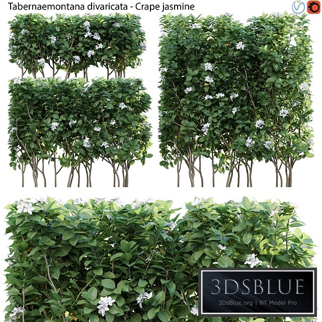 Tabernaemontana divaricata - Crape jasmine - 03