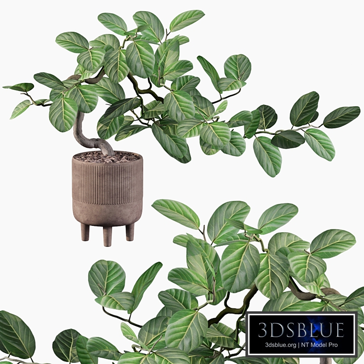 Plants collection 085 - ficus benghalensis
