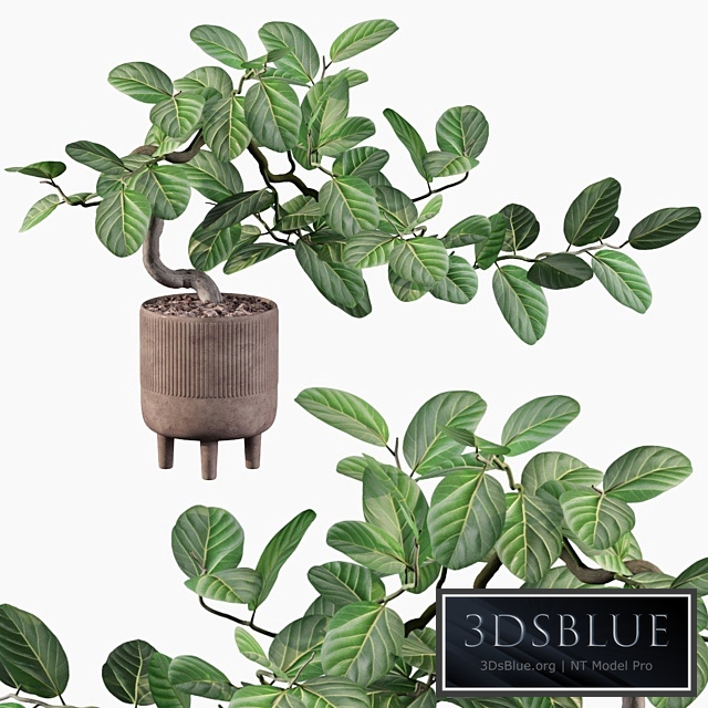 Plants collection 085 - ficus benghalensis